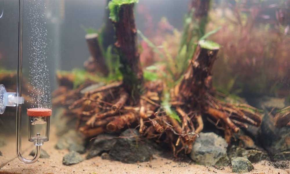 Decoration Archives Love Fish Tank
