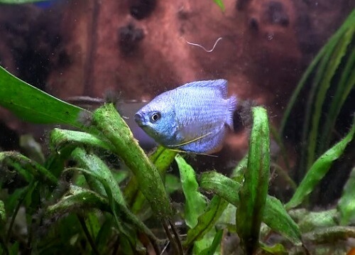 cobalt-blue-dwarf-gourami