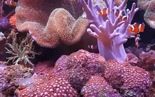coral-reef-LED-lighting