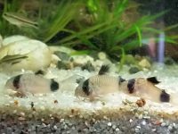 corydoras