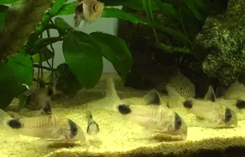 corydoras-aquarium