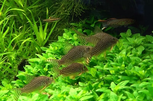 corydoras-community-aquarium