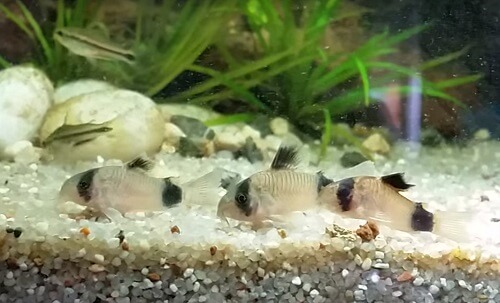 corydoras