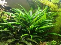cryptocoryne-wendtii-green