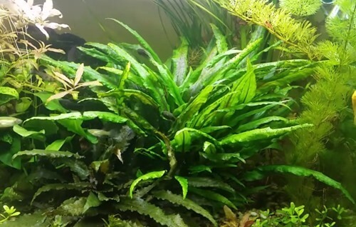 cryptocoryne-wendtii-green