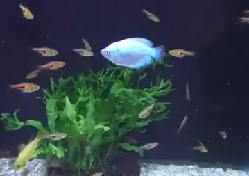 Dwarf Gourami A Guide For Caring And Breeding,Wedding Toast Speech Examples
