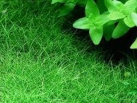 hairgrass carpet plant