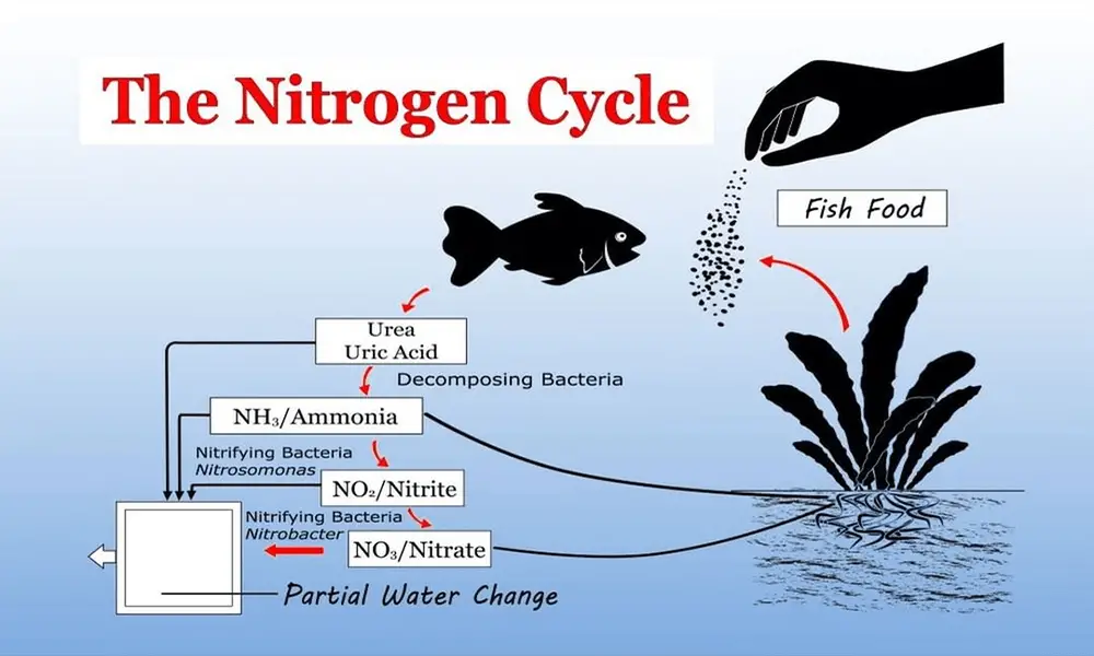 fish-tank-ammonia