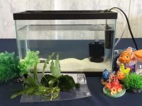fish-tank-setup