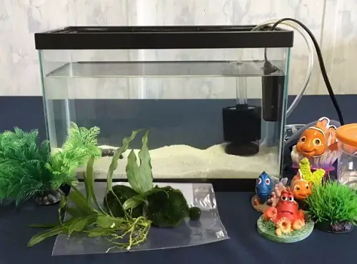 fish-tank-setup
