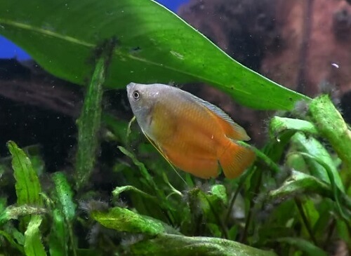 flame-red-dwarf-gourami