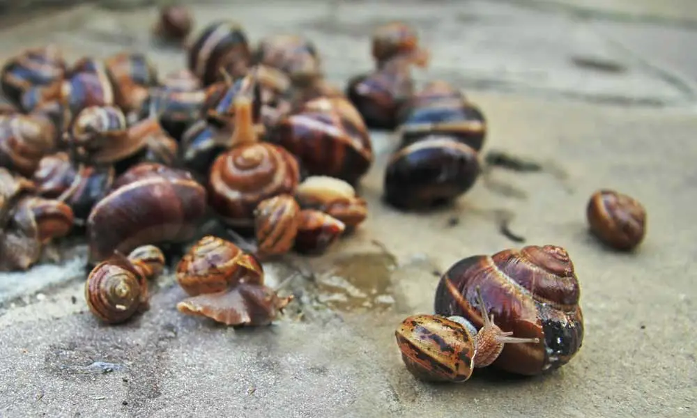 get-rid-snail-infestation