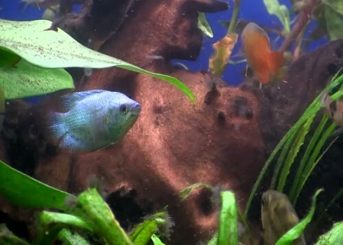 gourami-aquarium