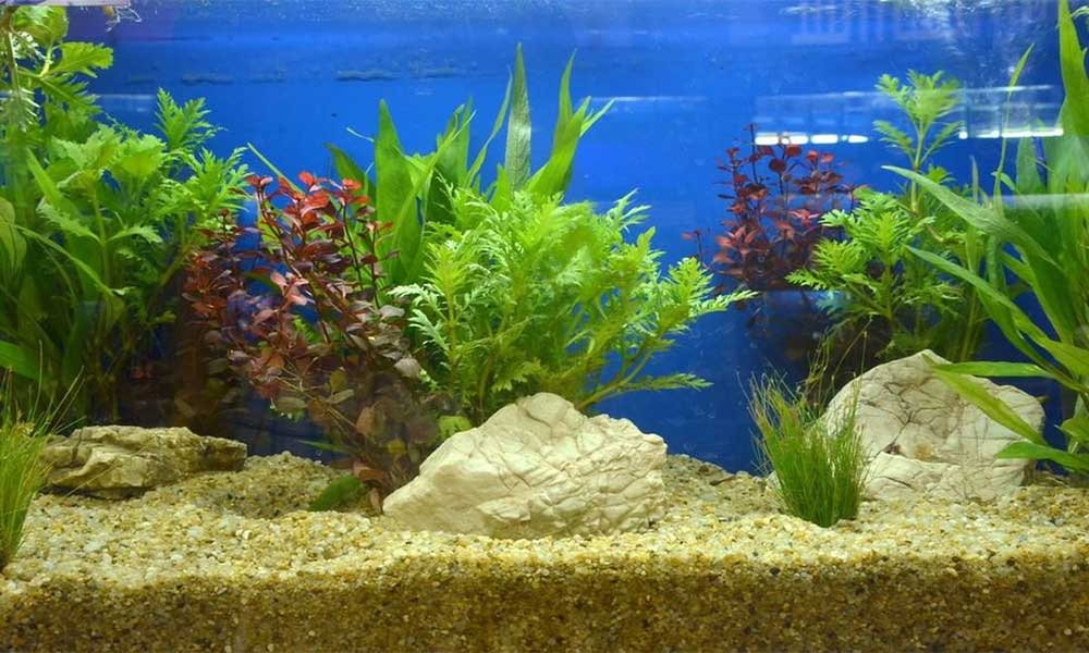 gravel-for-aquarium