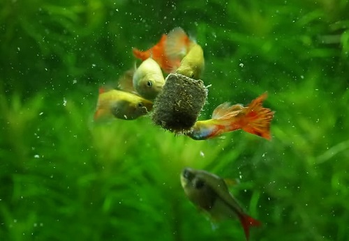 guppy-feeding