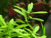 hygrophila-polysperma