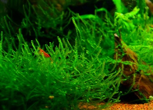 java moss carpet