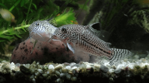 julli-corydoras