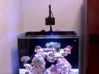 led-light-for-reef-tank
