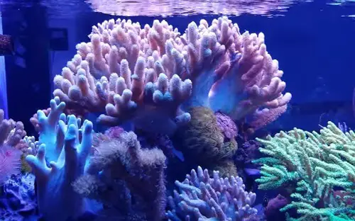 led-light-for-reef-tank