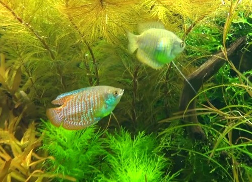 male-female-dwarf-gouramis