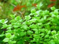midground aquarium plant