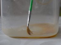 grow live fish foods for aquarium fish