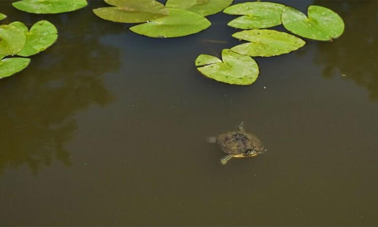 How To Clear Murky Pond Water | Step By Step Guides and Preventions ...