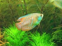 neon-blue-dwarf-gourami