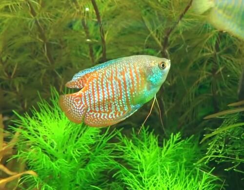 neon-blue-dwarf-gourami