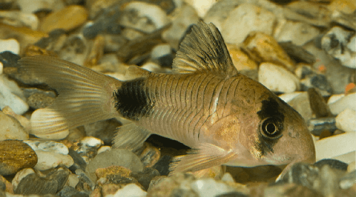 panda-corydoras