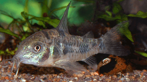 peppered-corydoras