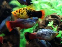 platy-fish-variation