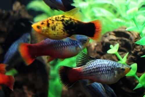 platy-fish-variation