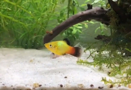 platy-fish