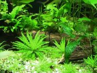 foreground aquarium plants