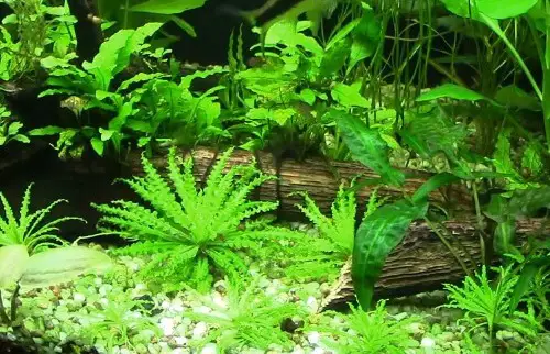 Pflege von Stängelpflanzen im Aquarium