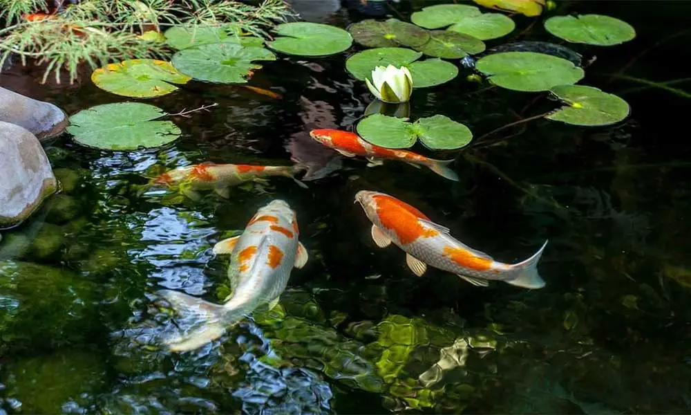 pond-fish