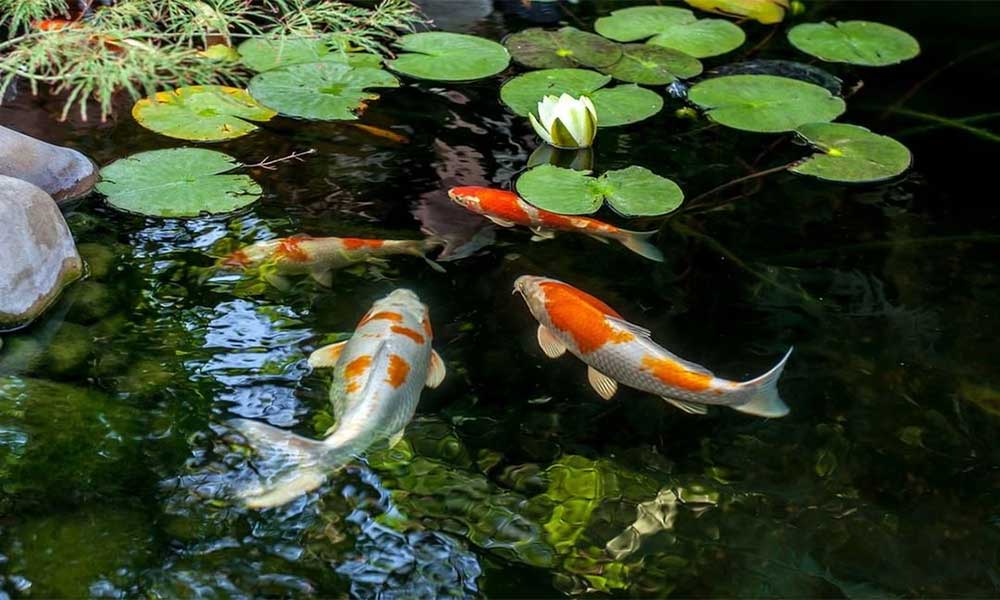 koi fish pond