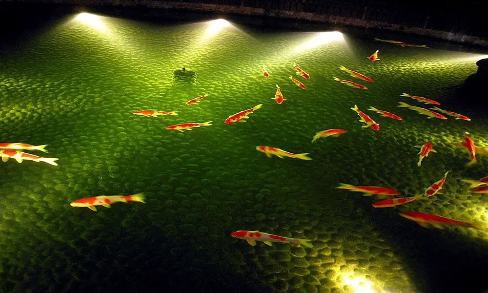 pond-lights