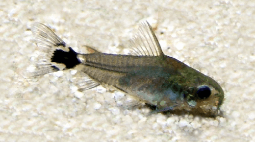 pygmy-corydoras