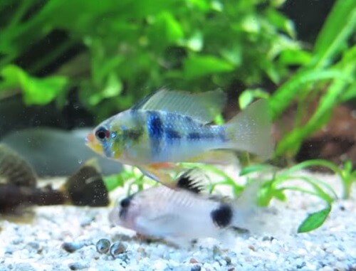 ram-cichlid-aquarium