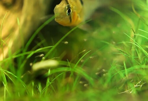 ram-cichlid-breeding