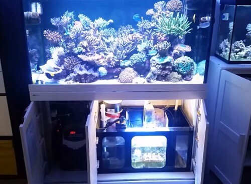 marine aquarium setup