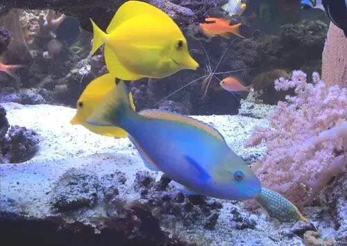 saltwater-aquarium-fish