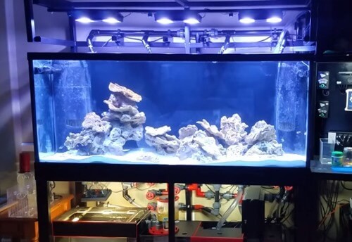 marine aquarium setup