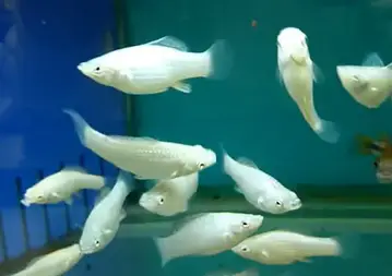 How To Tell The Age Of A Molly Fish?