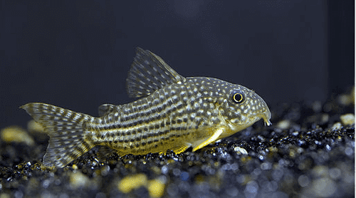 sterbai-corydoras