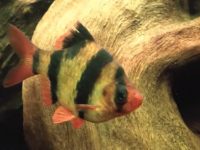 tiger-barb-1