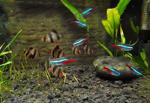 Tiger Barb Complete Guide For Caring And Breeding